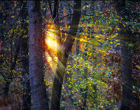 Landscapes