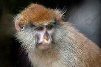 Wildlife (40)