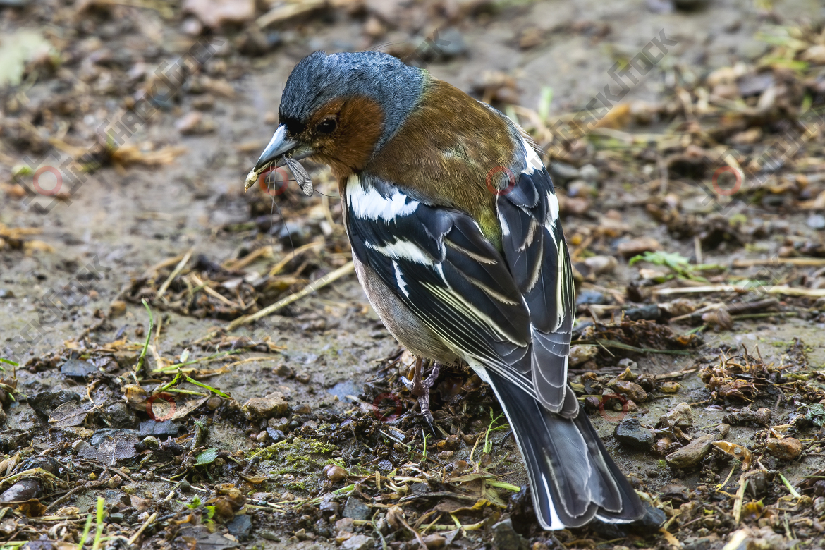 Common chaffinch