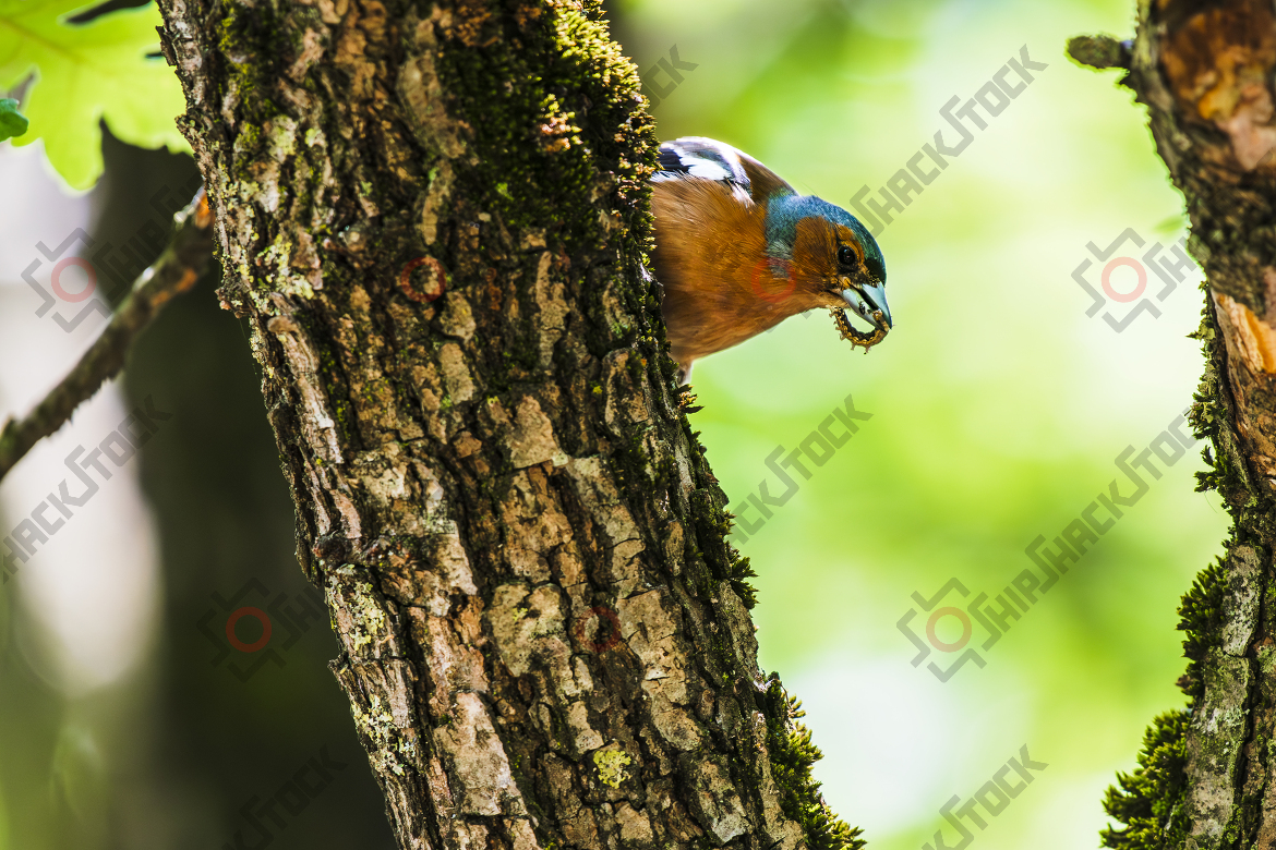 Common chaffinch