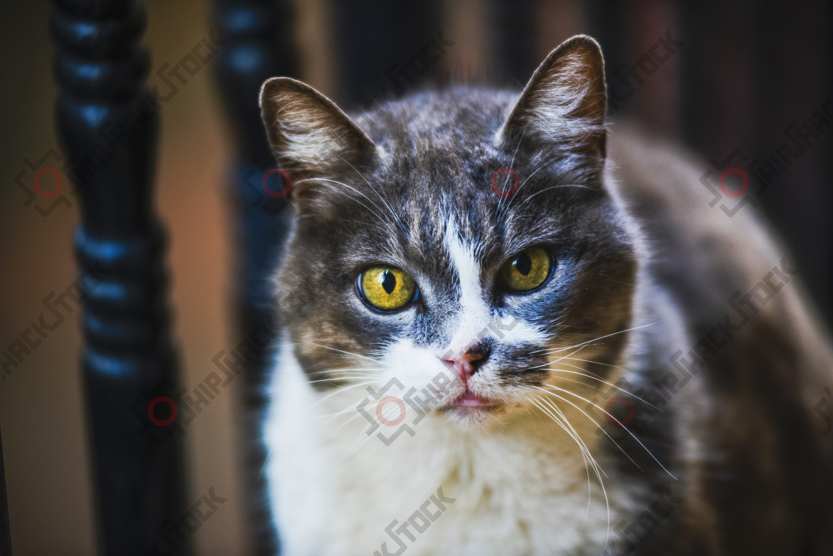 Alley Cat
