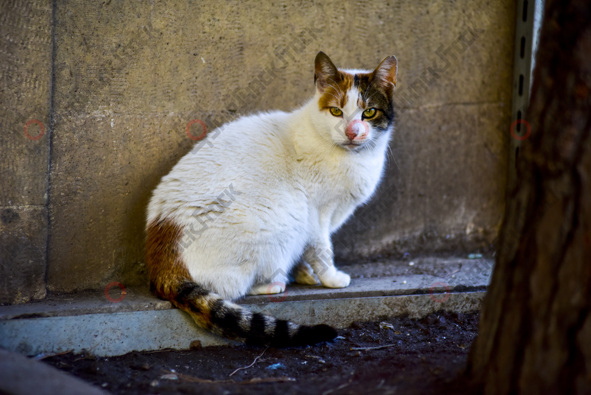 Alley Cat