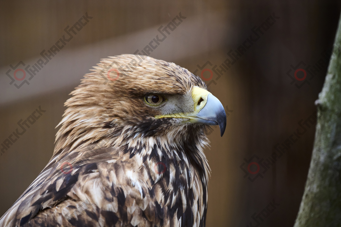 Imperial Eagle