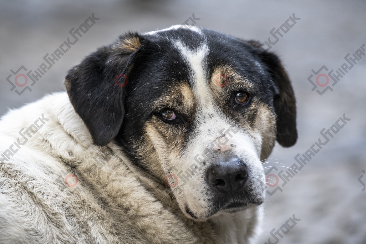 Close-up of alley dog