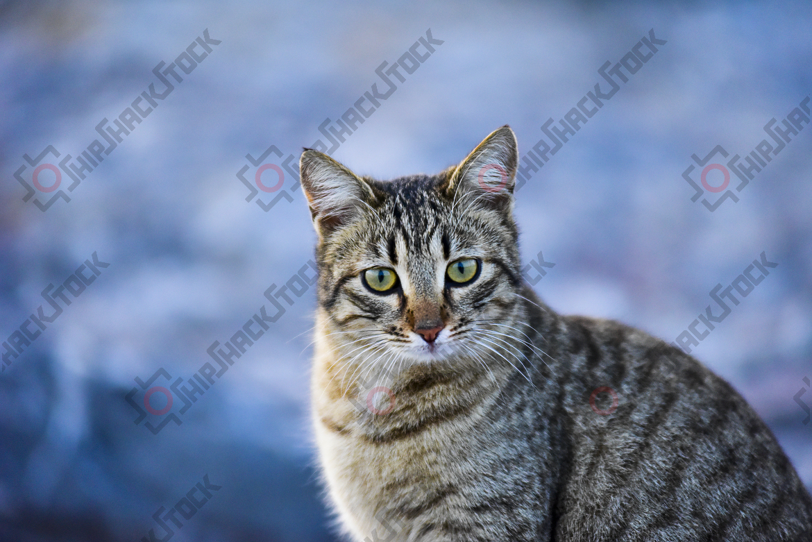 Alley Cat