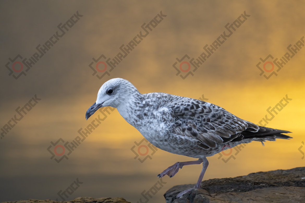 Close-up at seagull