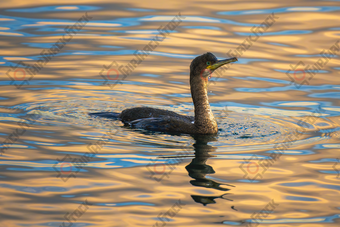 Cormorant is hunting