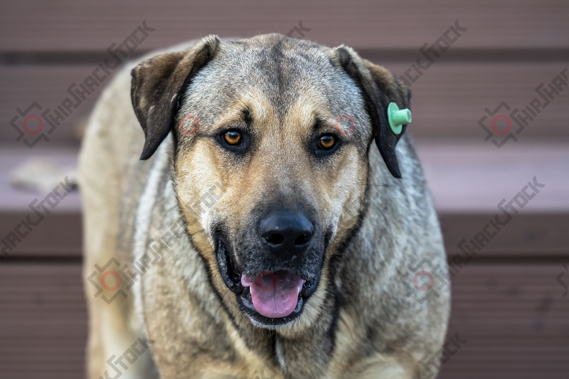 Close-up of alley dog