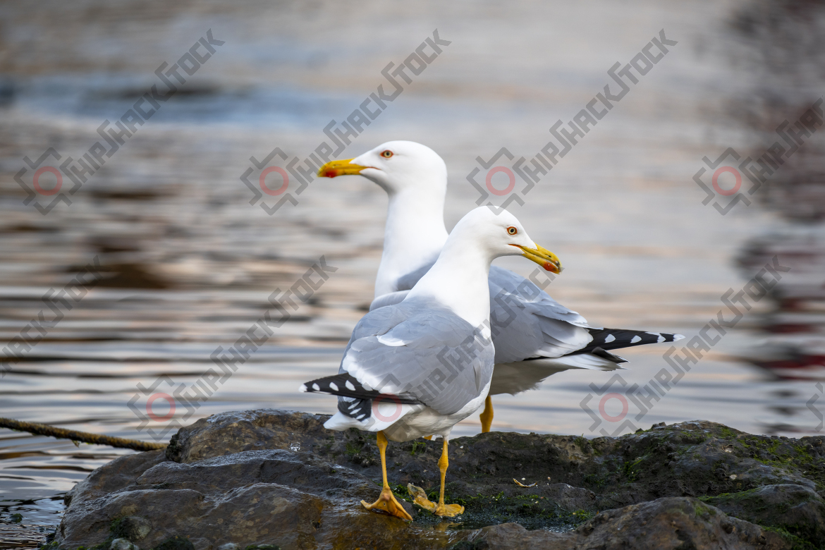 Close-up at Seagulls