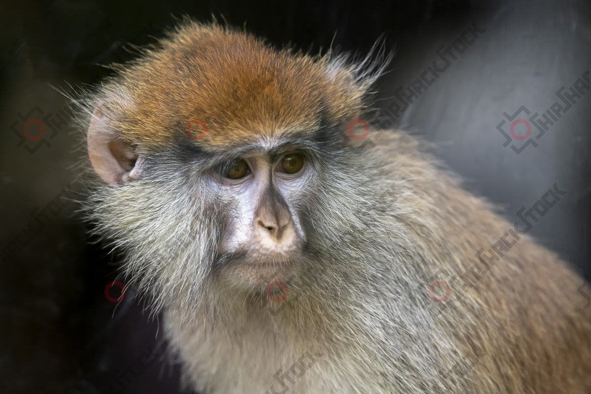 Close up at chimpanzee