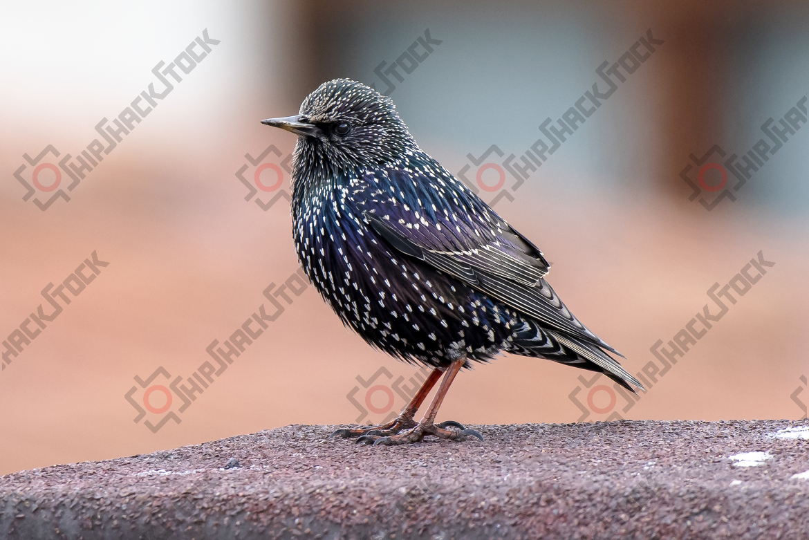 Close up at starling