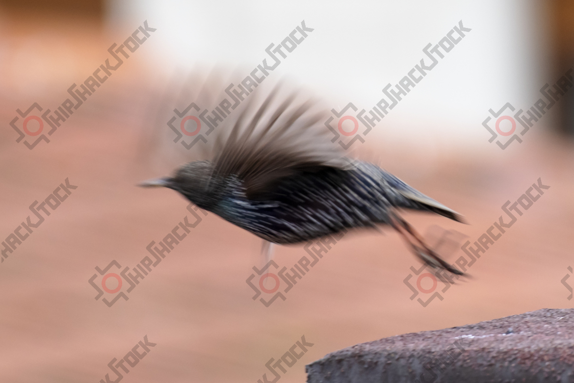 Close up of flying starling
