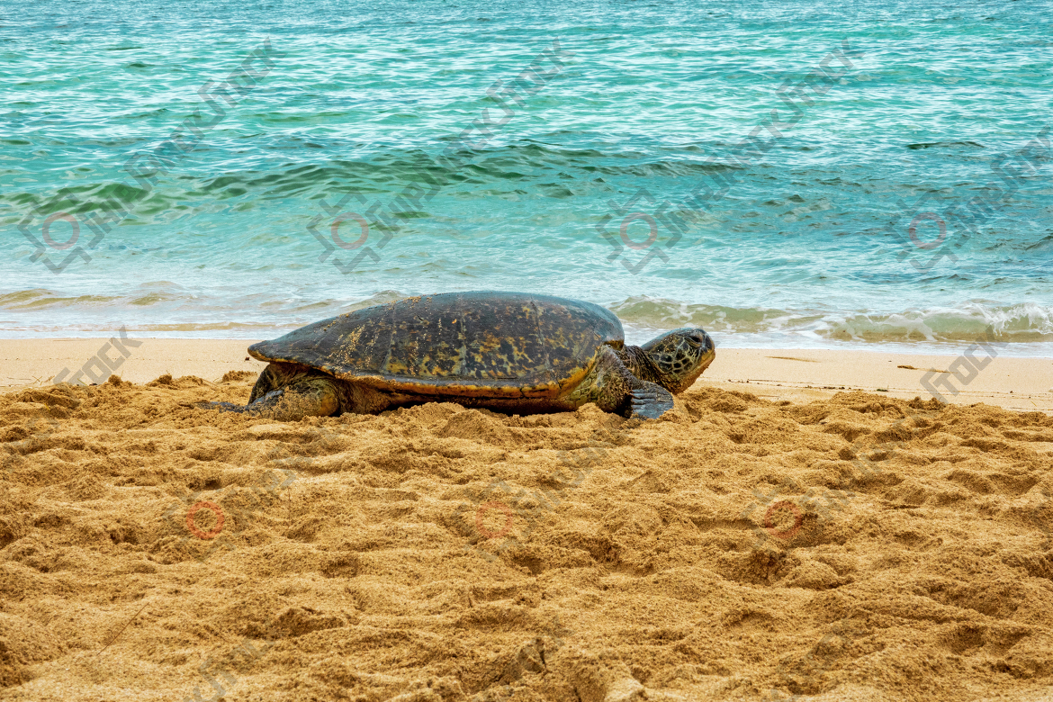 Caretta on the beach