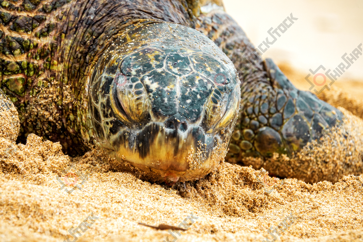 Caretta CloseUp