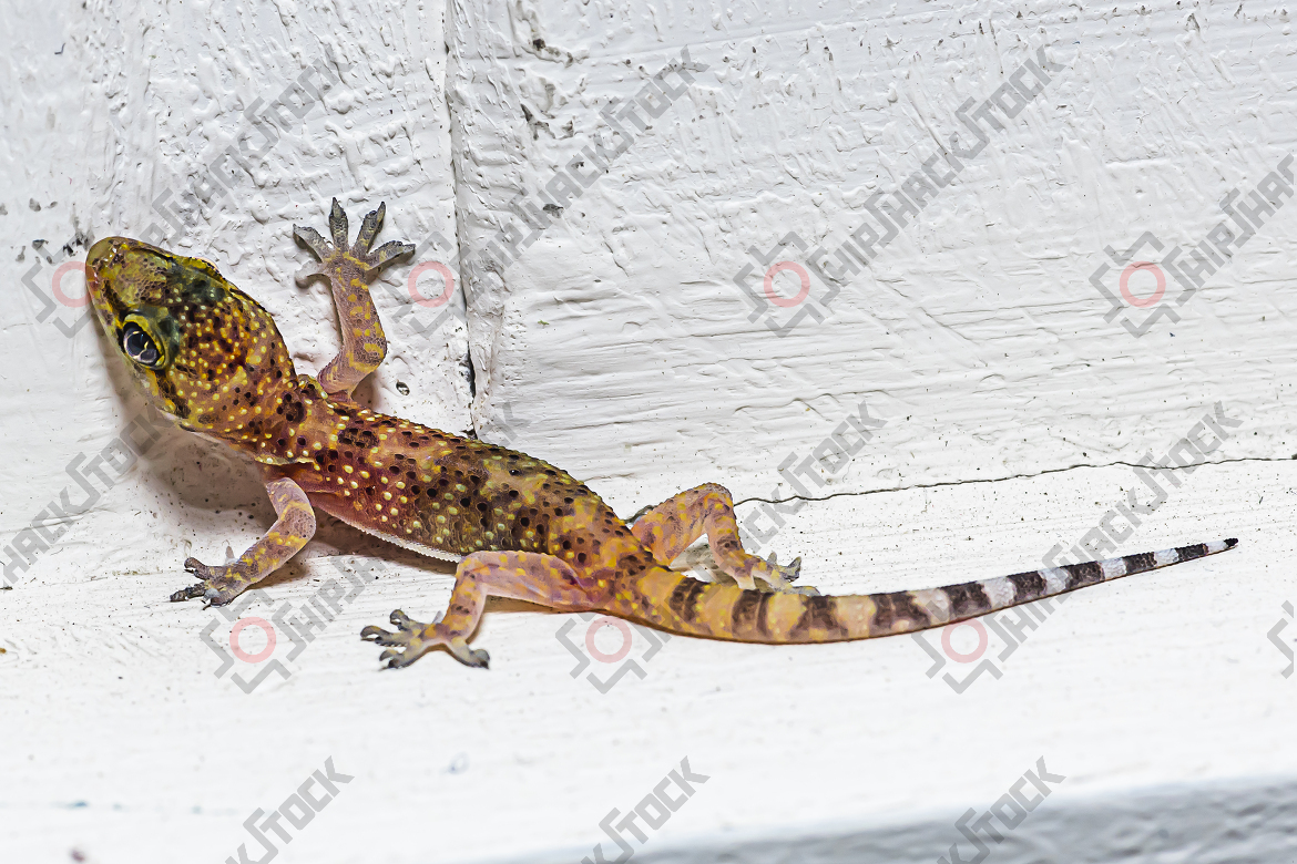 Little Lizzard