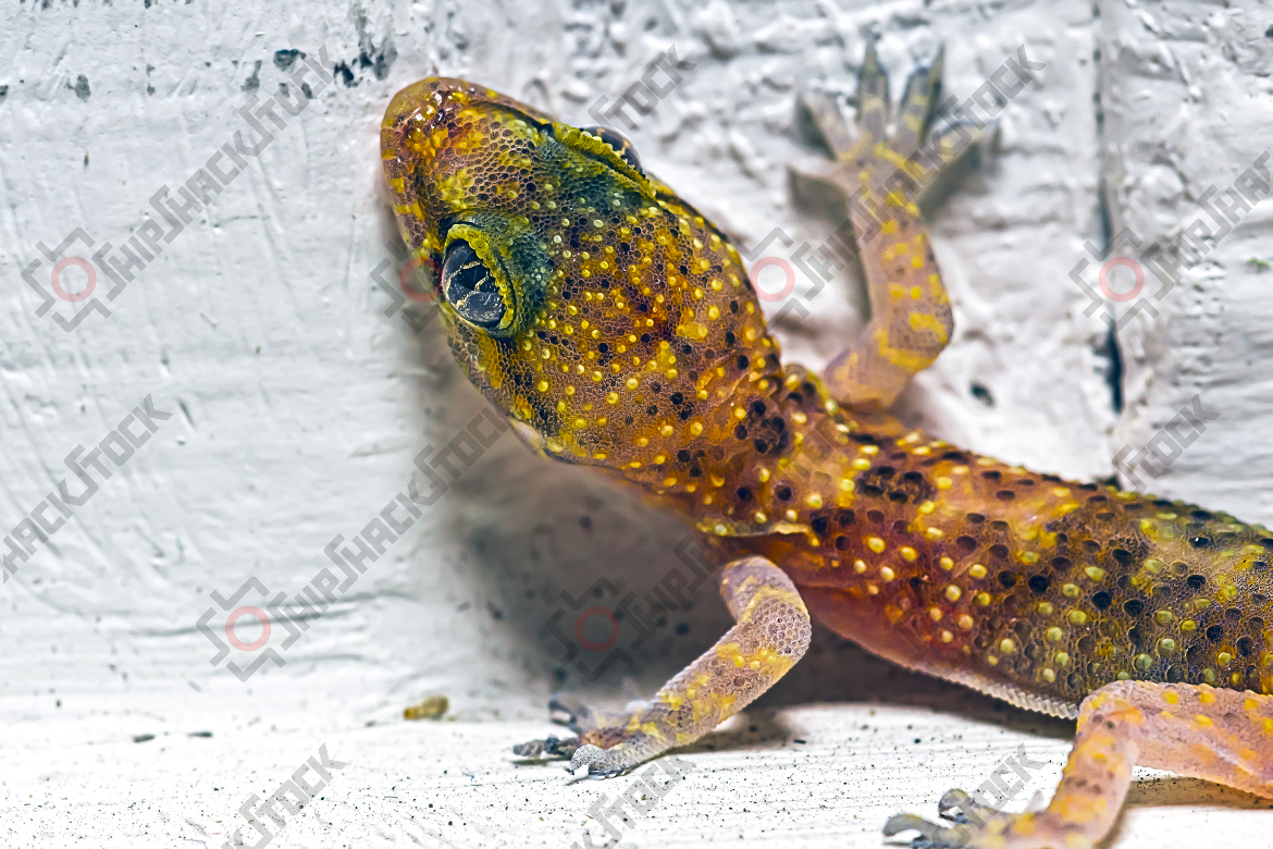 Little Lizzard