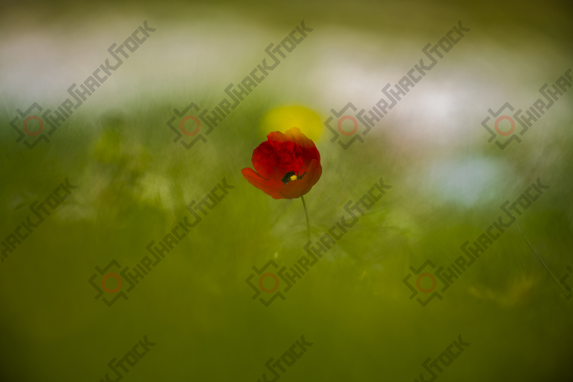 Poppy flower