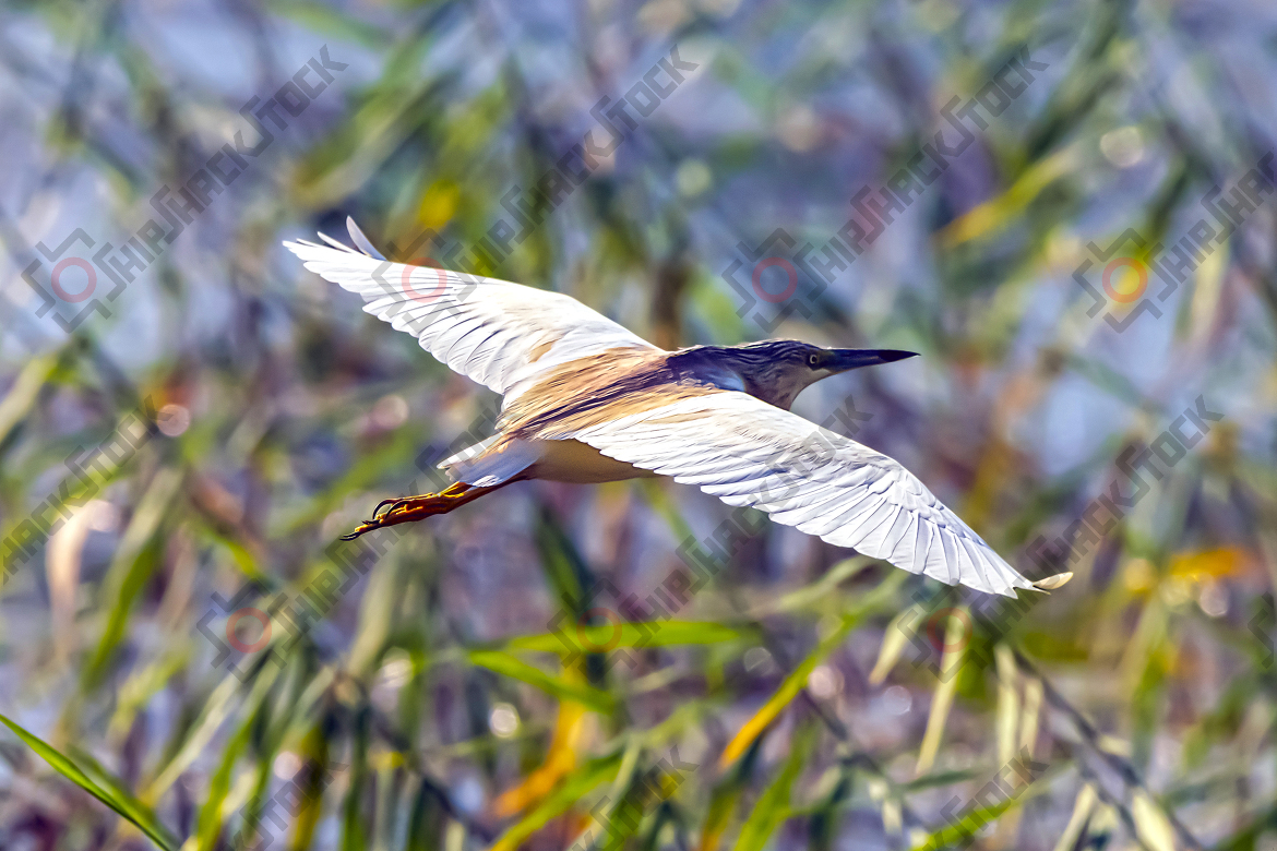 The Indian Pond Heron