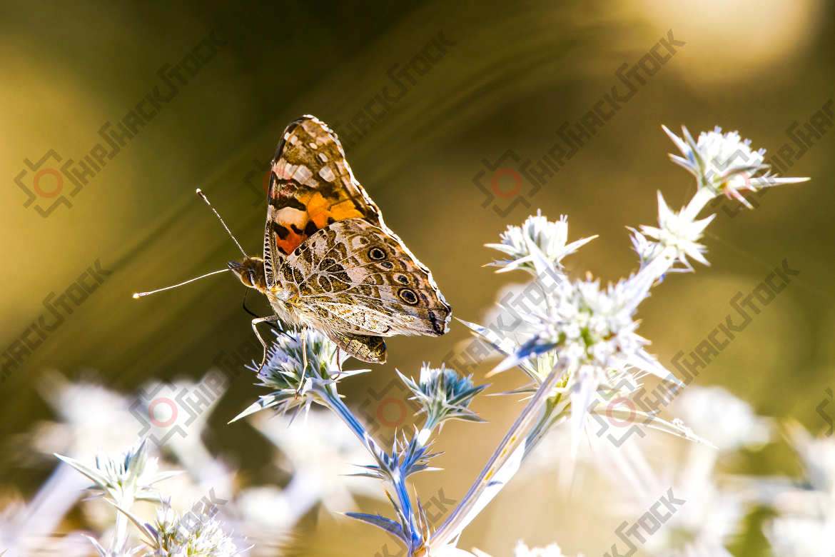Monarch Butterfly