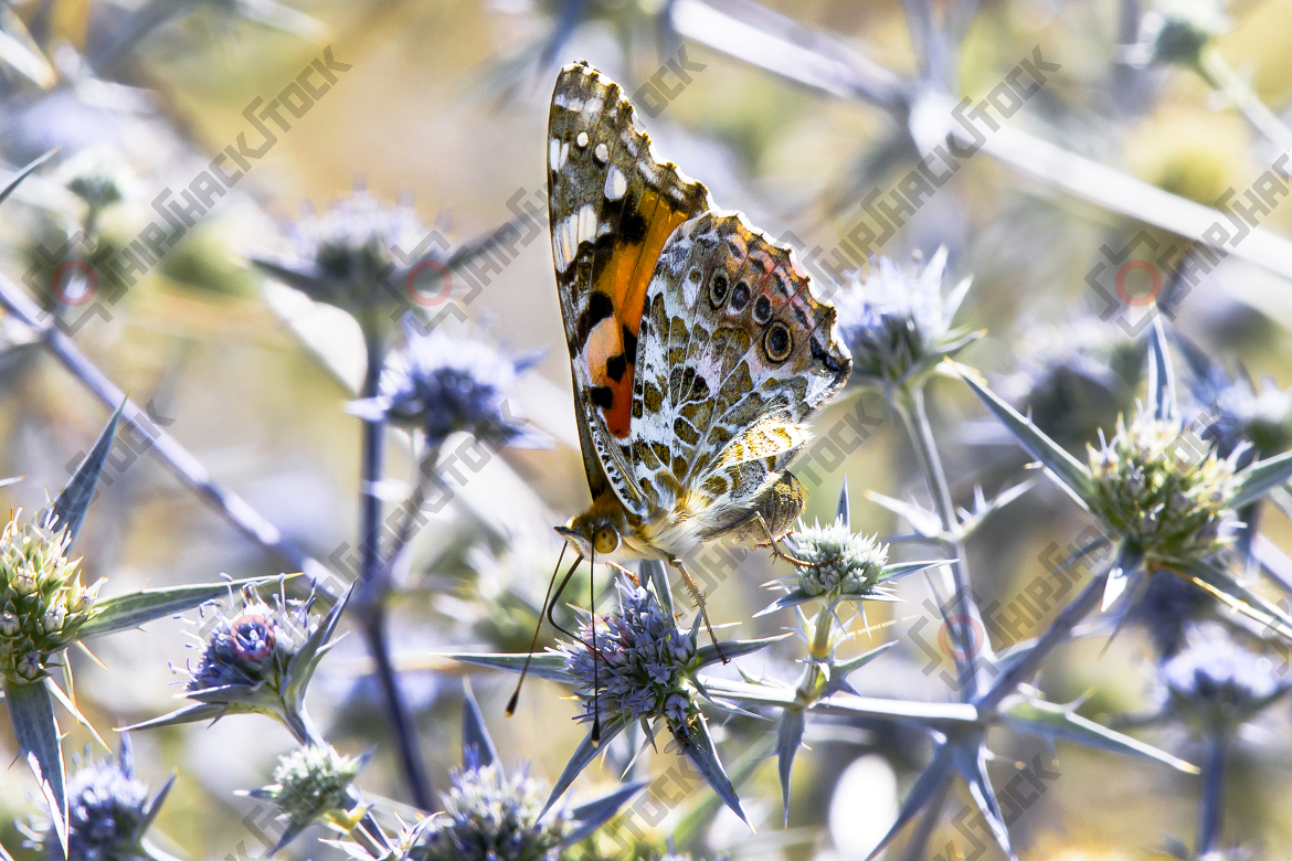 Monarch butterfly