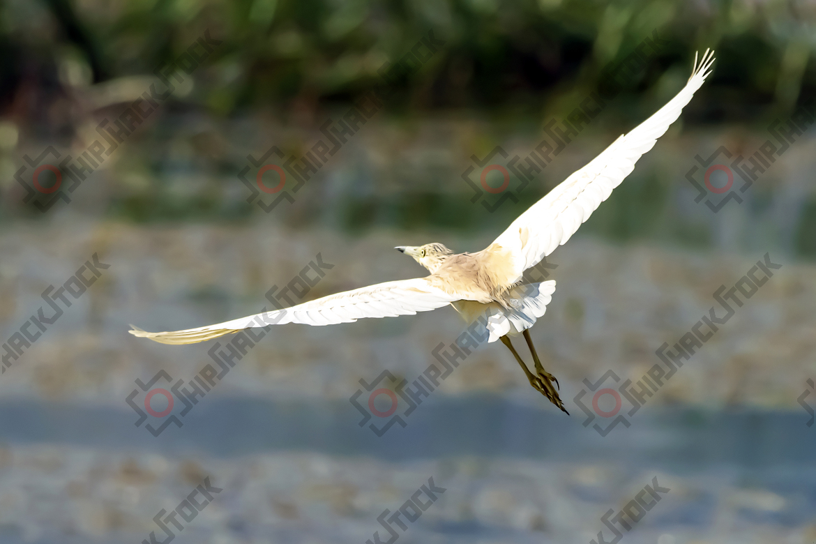 The Indian Pond Heron