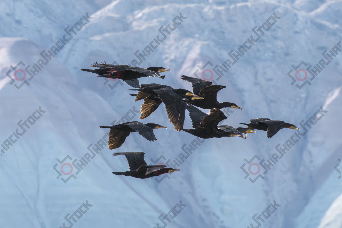 Great Cormorants