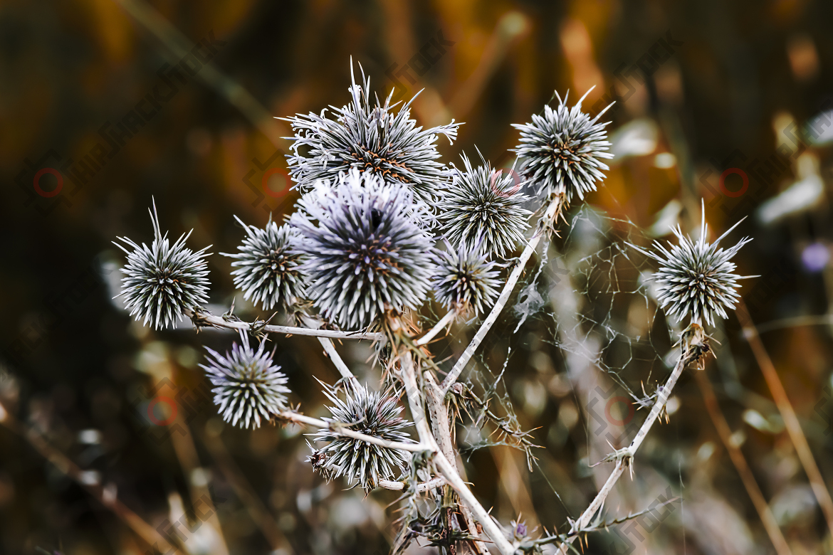 Close-up at Echinops