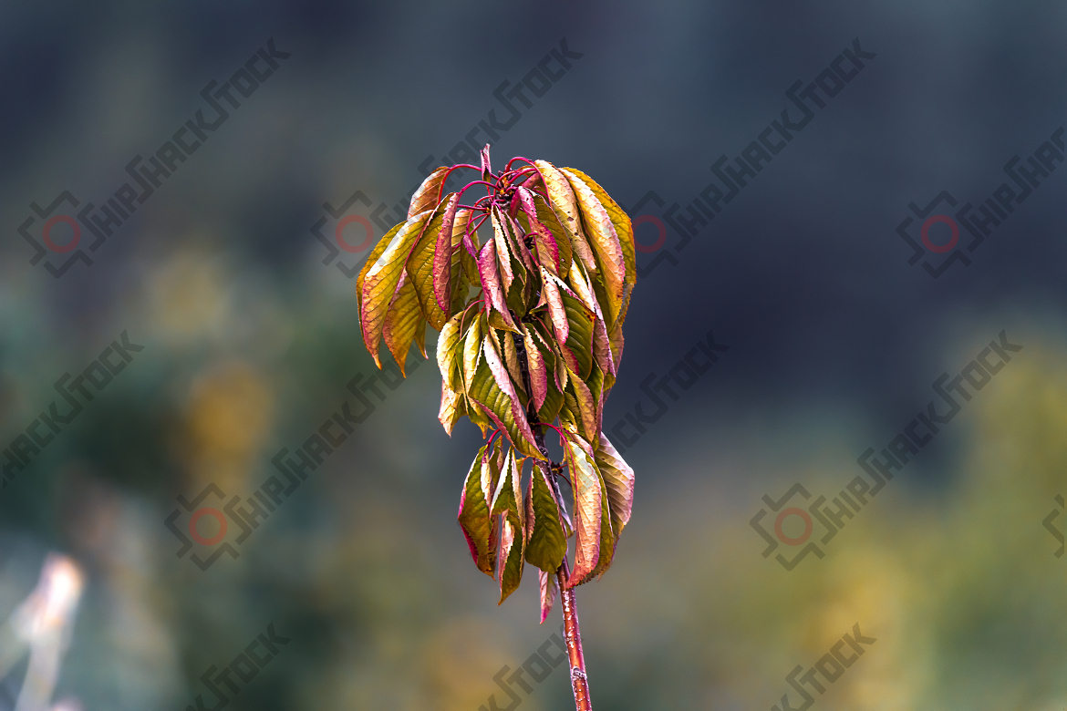 Close-up at leafs