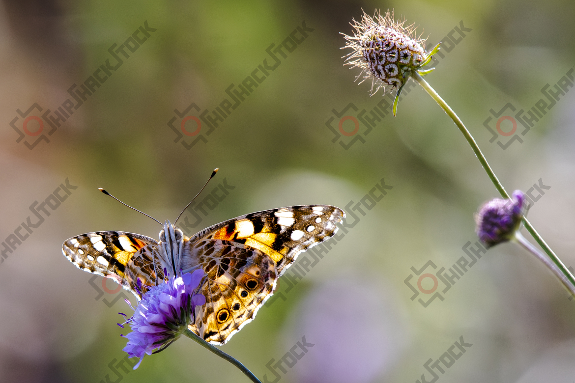Monarch butterfly