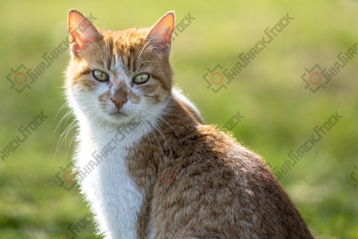 Stray cat