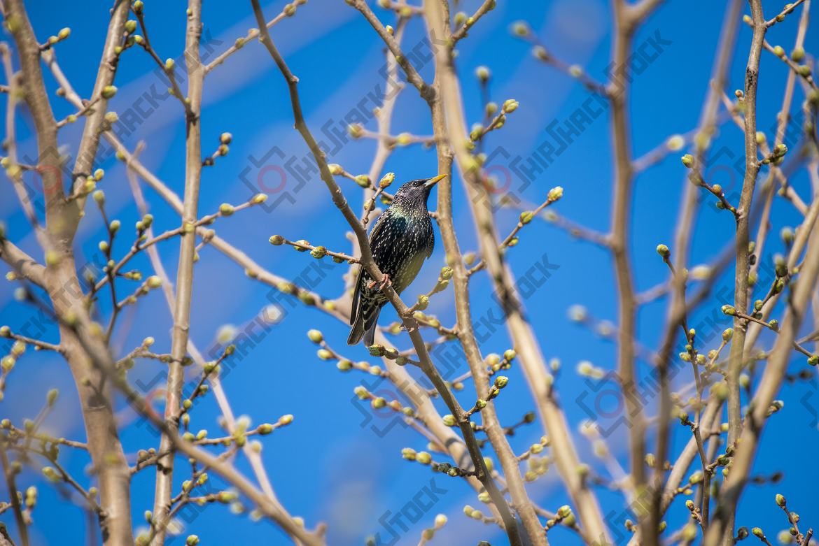 Close up at Starling
