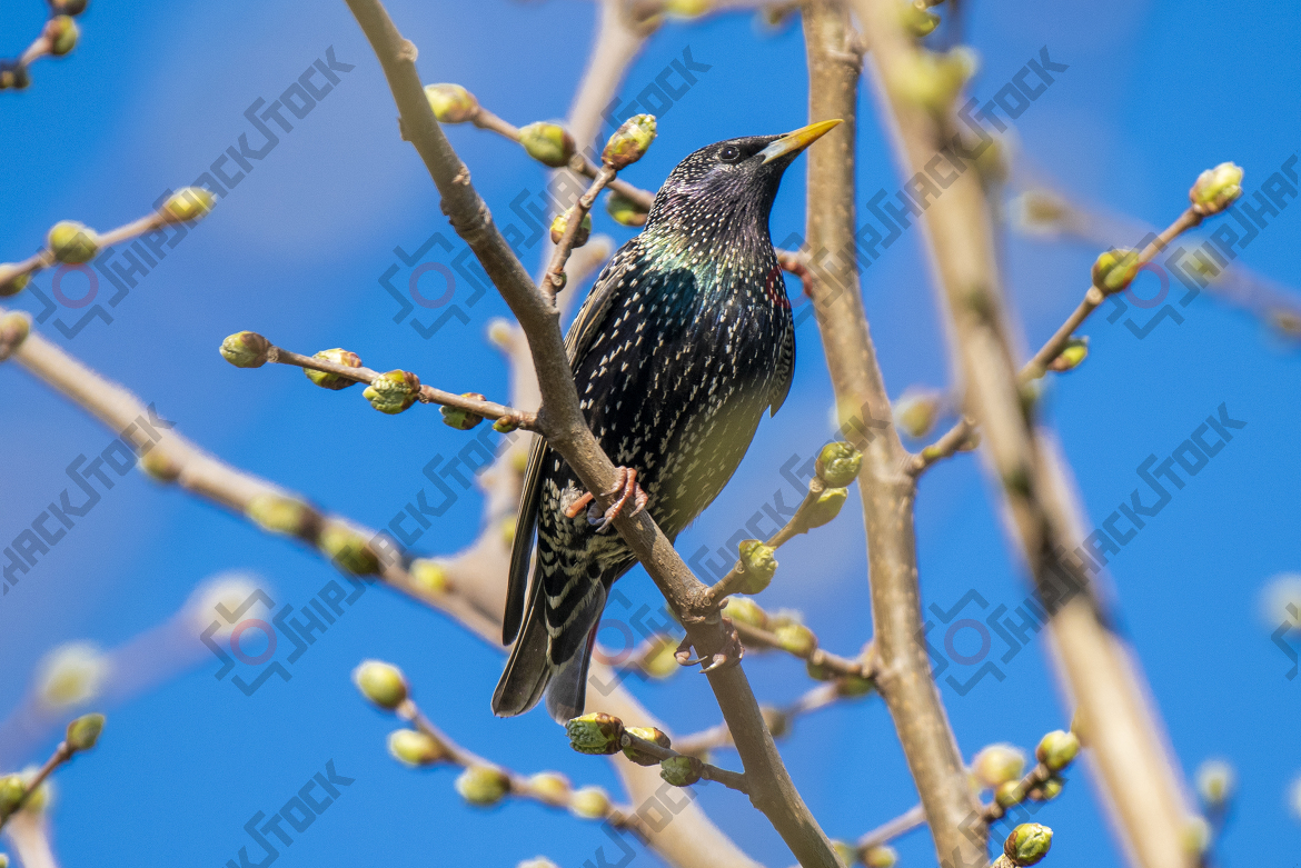Close up at starling