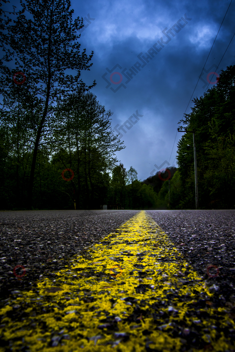 Road in the forest