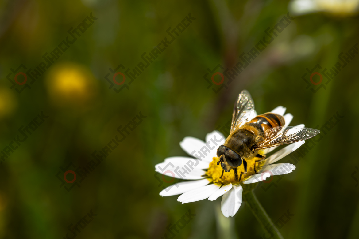 Honey bee collecting pollen