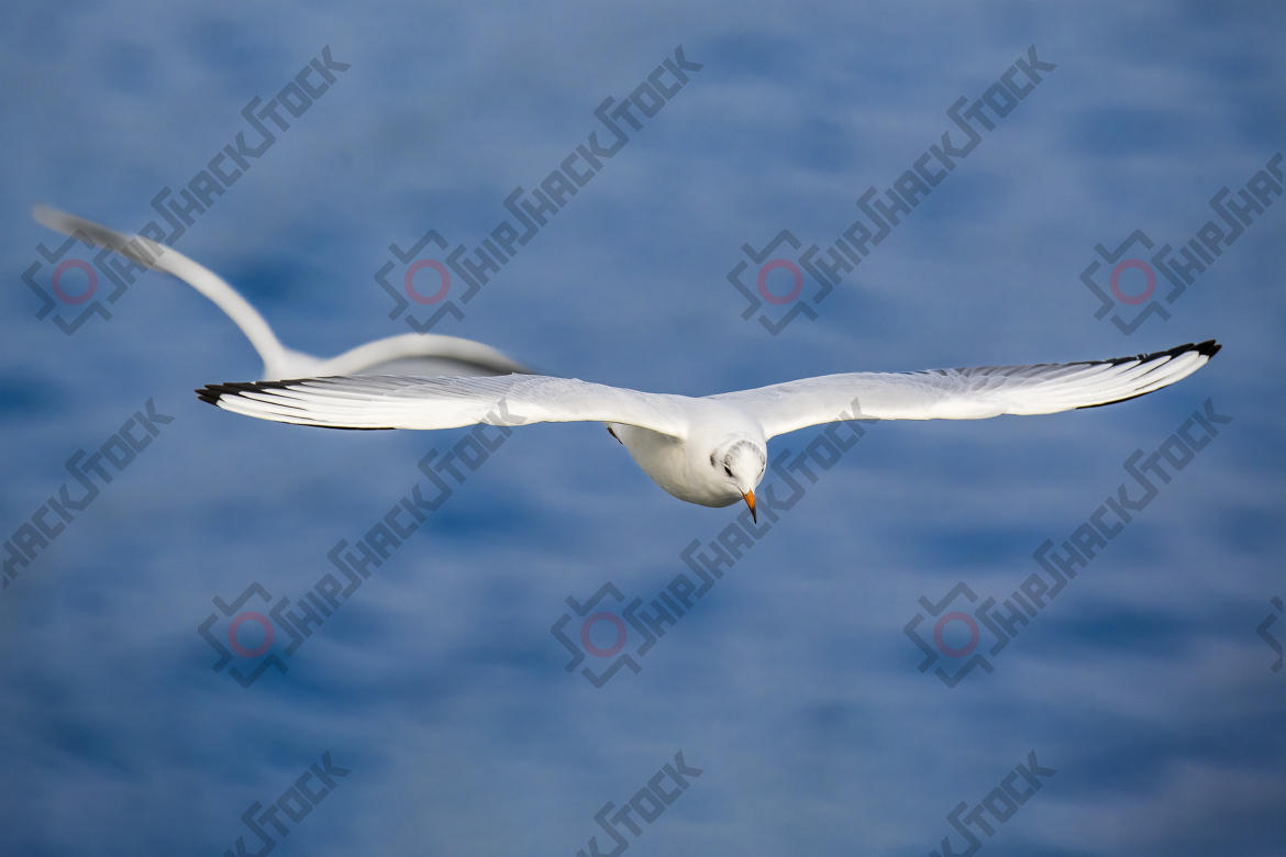 Seagull